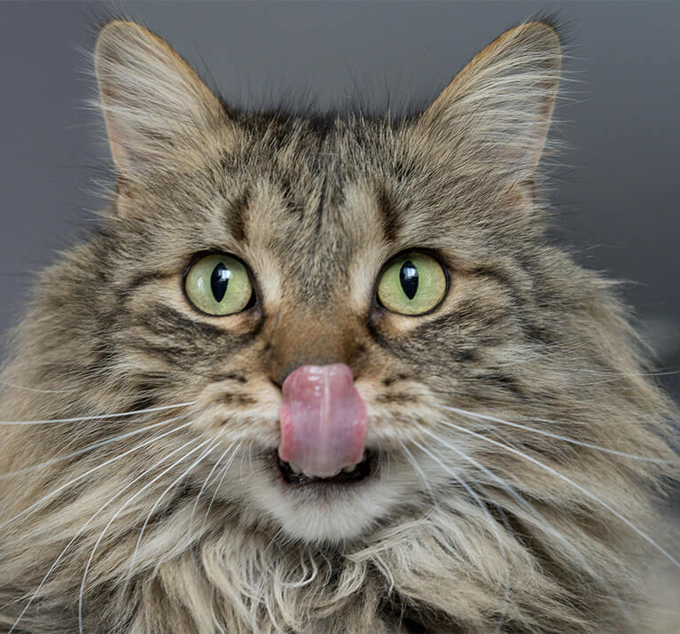 Katze, die ihr Maul aufreißt