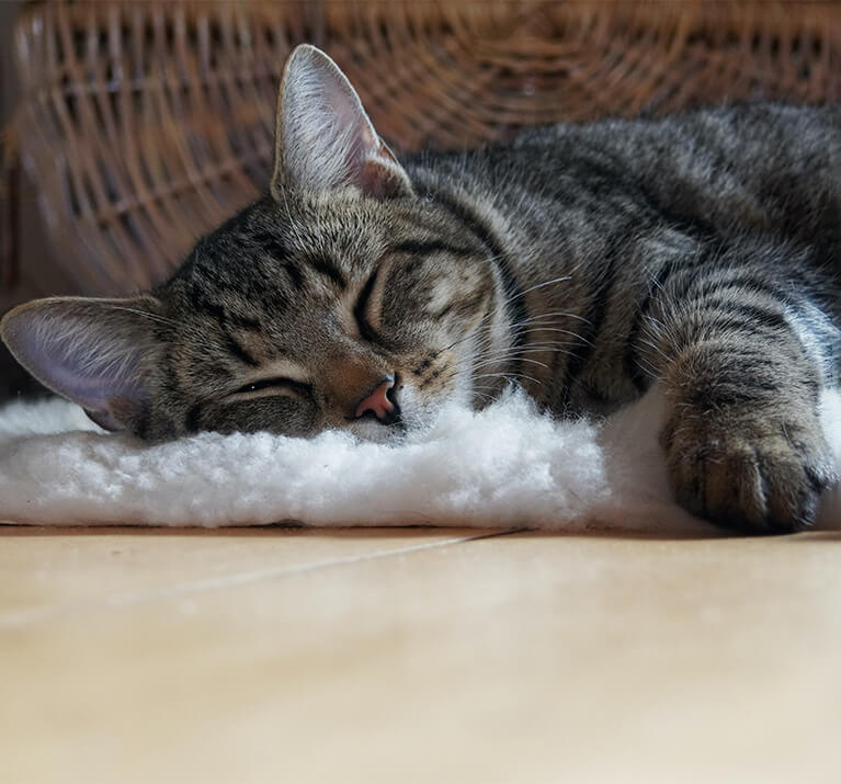 Katze schläft bequem
