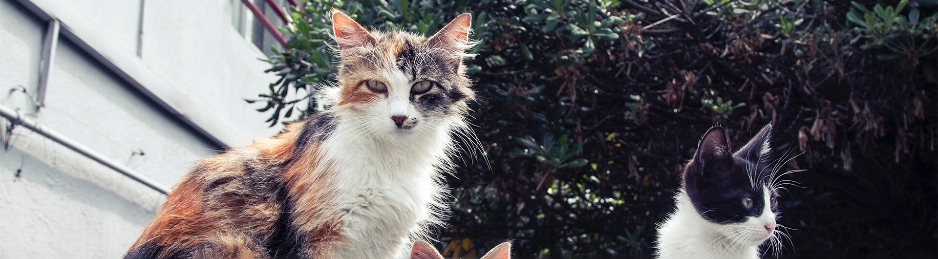 verschiedene Katzen zusammen auf der Straße