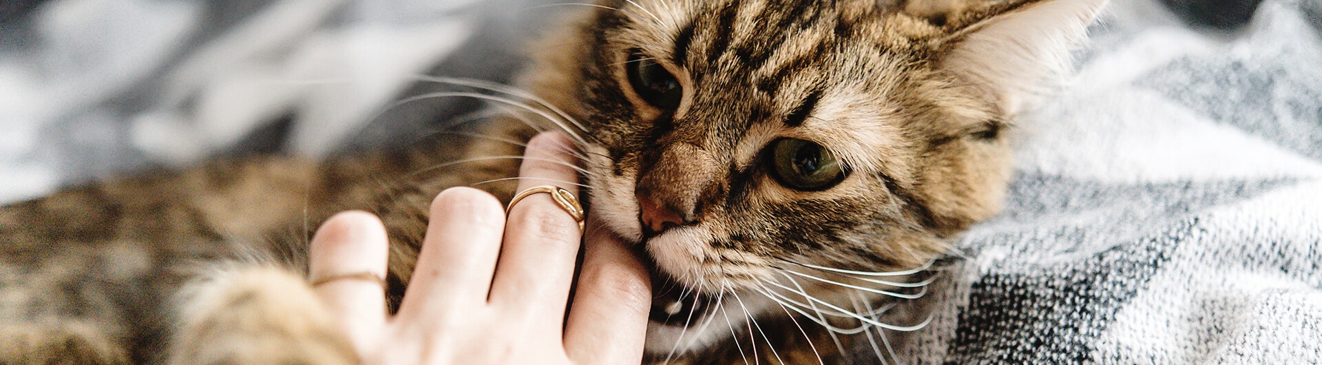 Katze beißt sanft in Finger