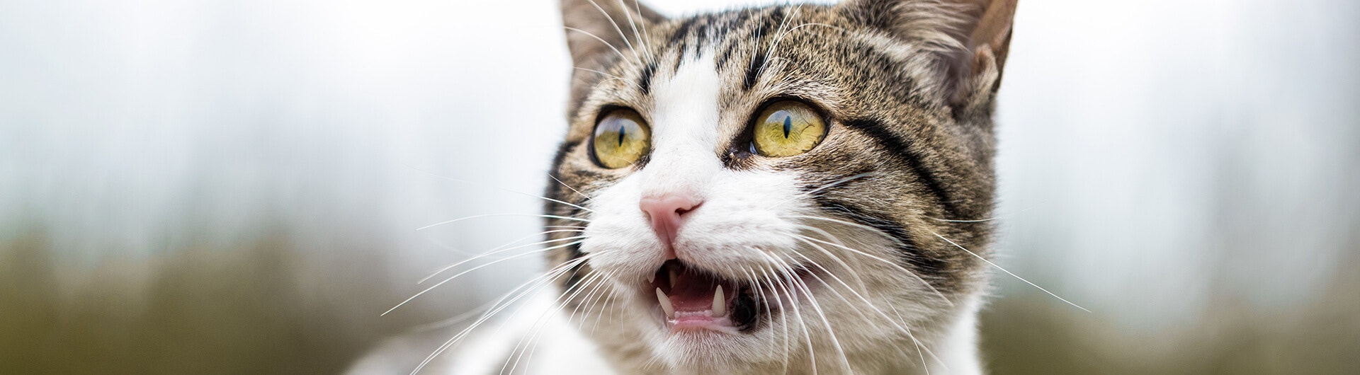 Katze mit geöffnetem Maul