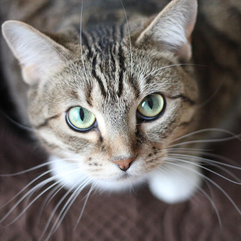 Katze starrt Besitzer an