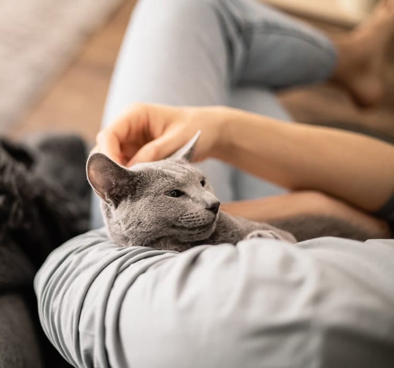 Katze wird von Besitzer gestreichelt