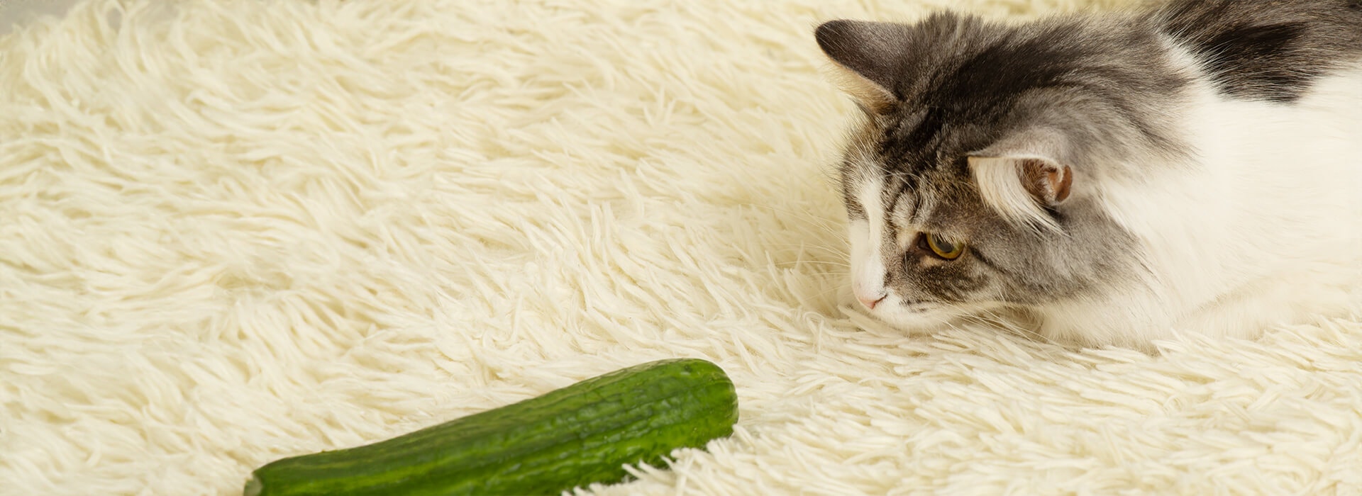 Katze starrt eine Gurke an