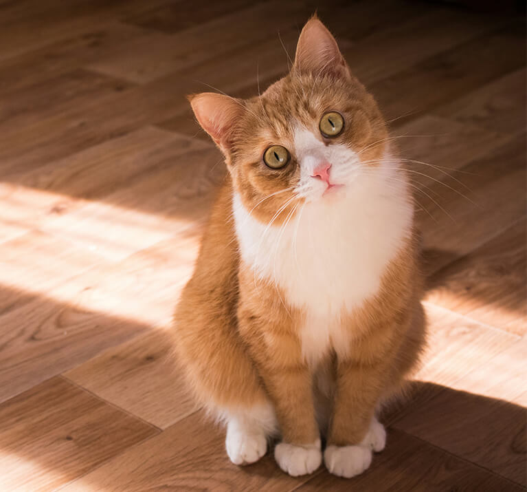 Katze schaut mit schiefgelegtem Kopf in die Kamera