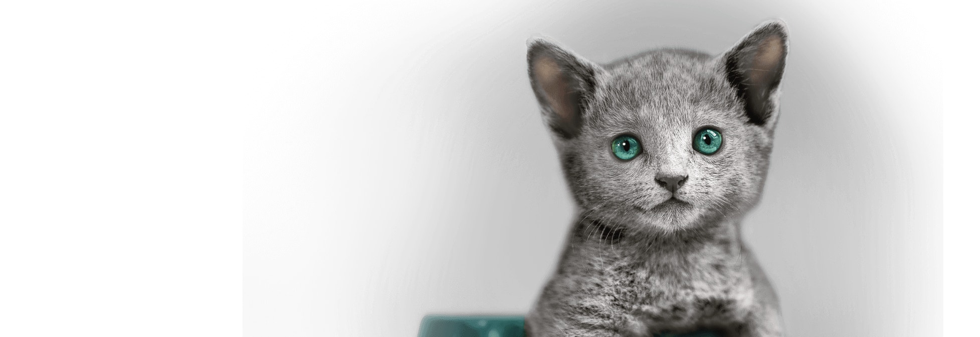 kitten hero