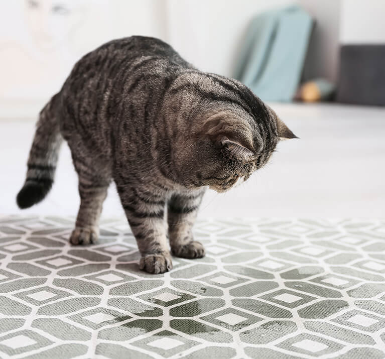 Niedliche Katze in der Nähe eines nassen Flecks auf dem Teppich