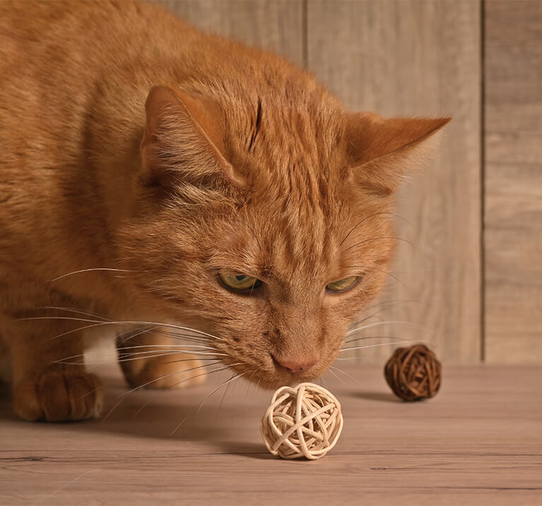 Rote Katze riecht an einem Ball