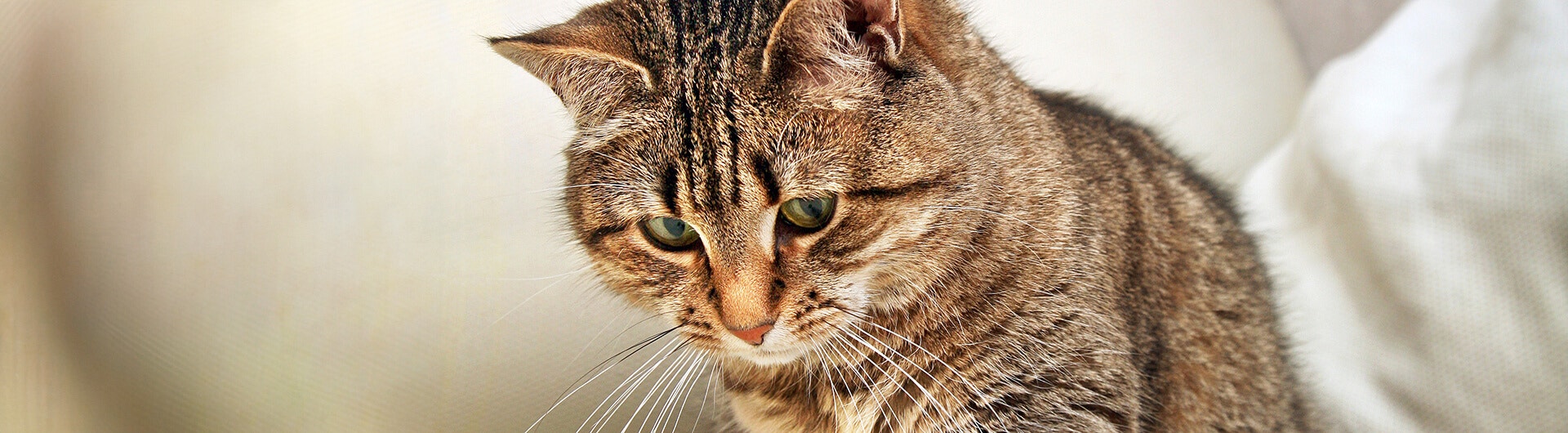Katze spielt mit einem Ball