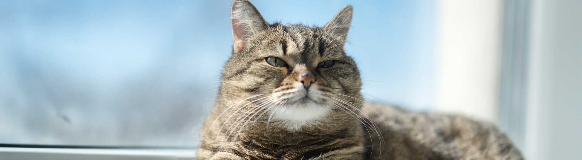Ernste Katze sitzt am Fenster