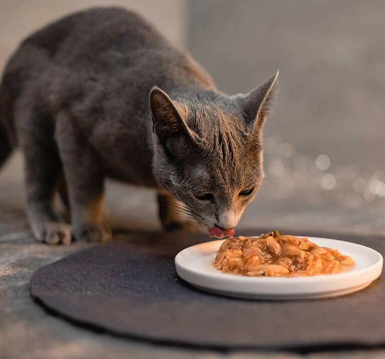 Die Katze versucht, den Napf mit Futter zu vergraben, Appetitlosigkeit