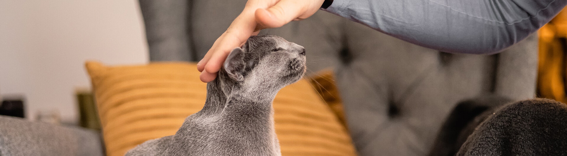 Katze schaut unter Vorhang hervor