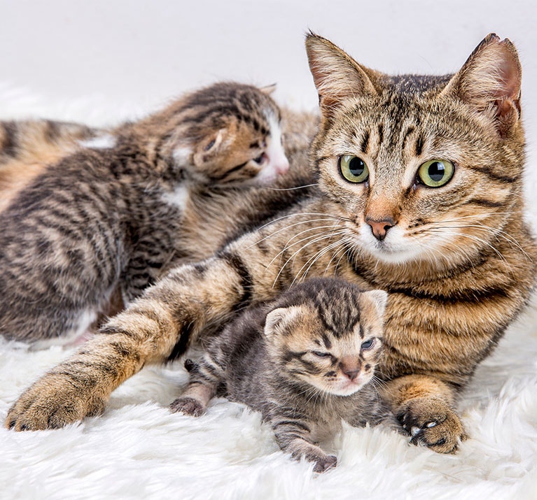 Katzenmutter mit Kätzchen