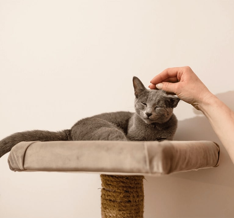 Katze, die auf einer Plattform liegt und am Kopf gestreichelt wird