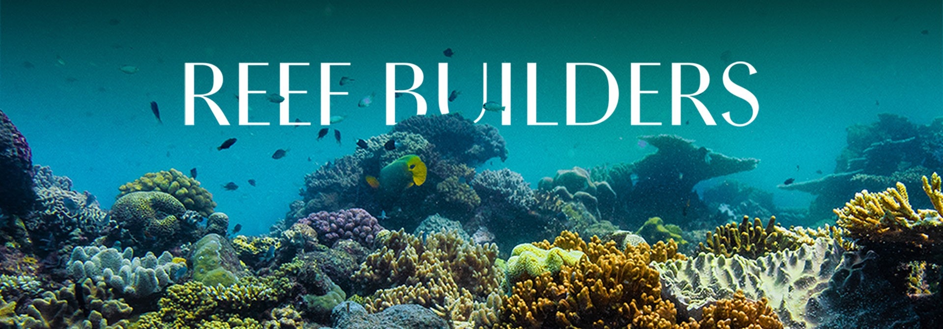 Reef builders