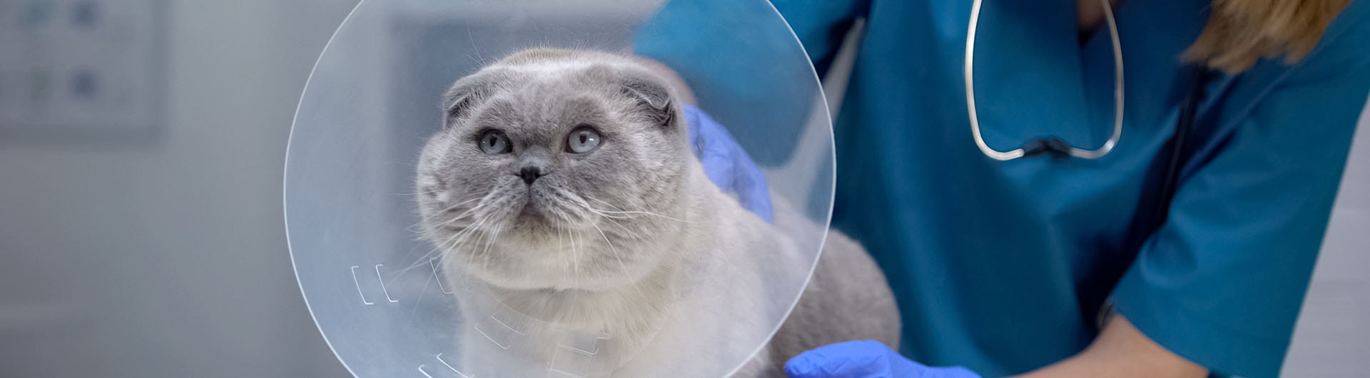 Operierte Katze mit Leckschutz