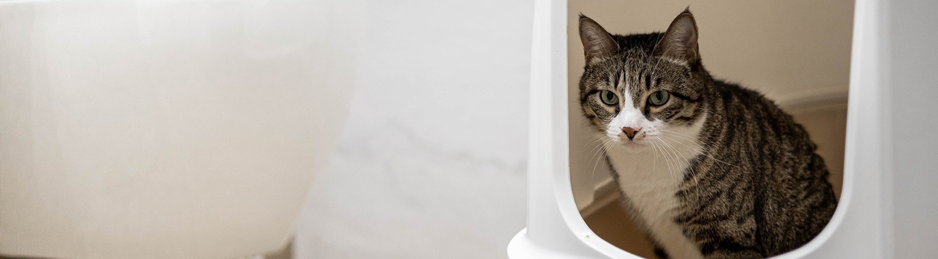 Katze sitzt im Katzenklo