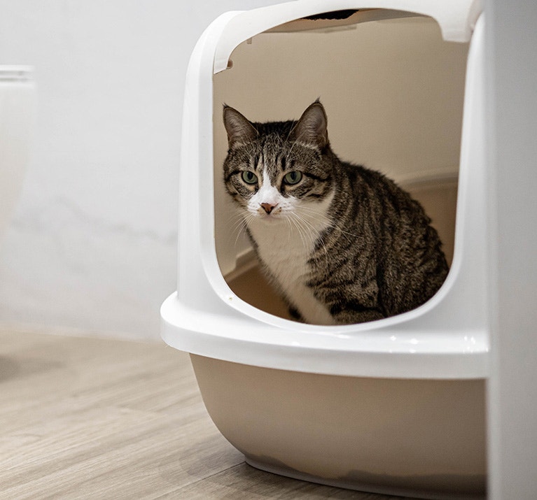 Katze sitzt im Katzenklo