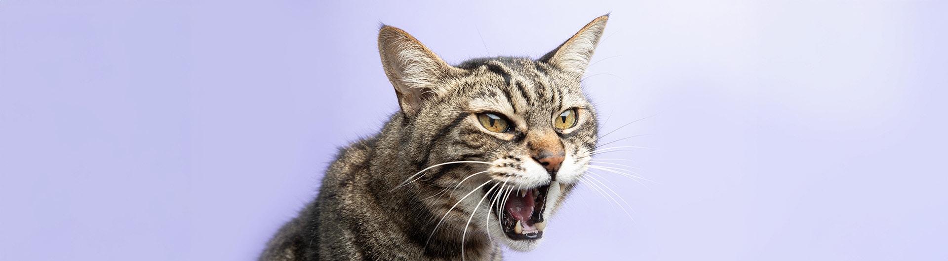 Aggressiv fauchende Katze