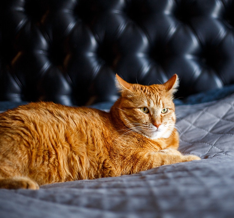 Roter Kater liegt entspannt auf einem grauen Bett