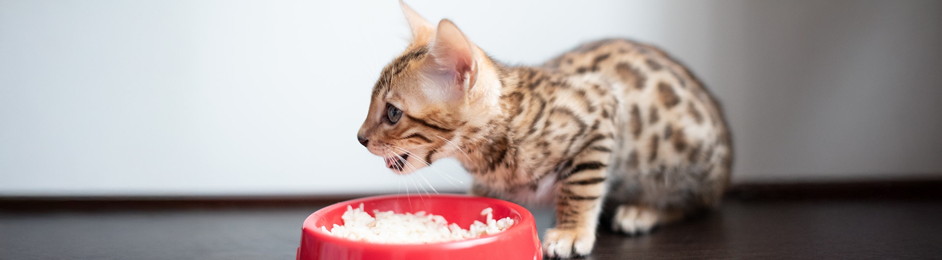 Kätzchen sitzt vor einem Futternapf