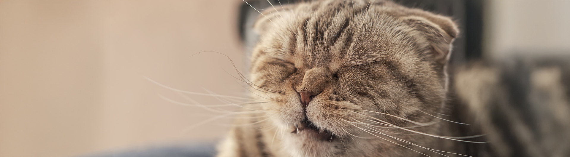 Graue Katze, mit gerümpfter Nase, kurz vor dem Niesen