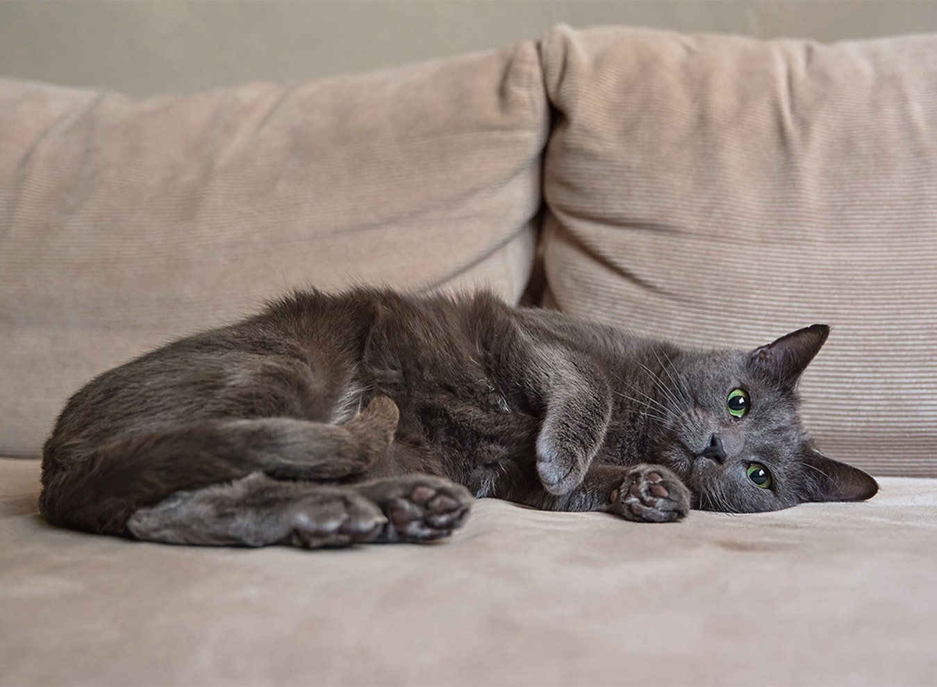 Schaffe Rückzugsorte, die nur deiner Katze gehören