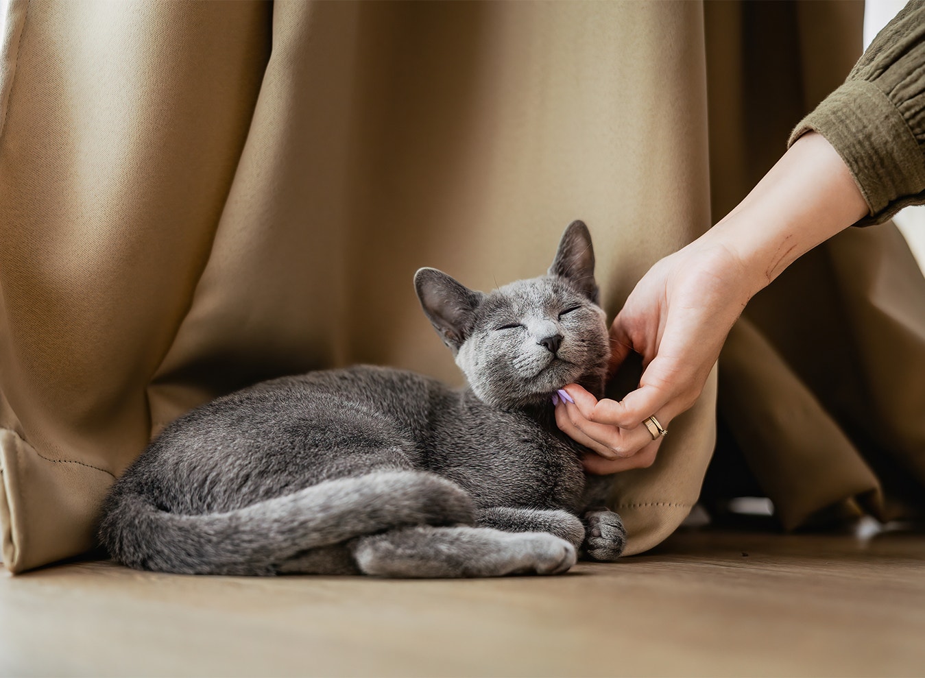 Richte dich nach deiner Katze