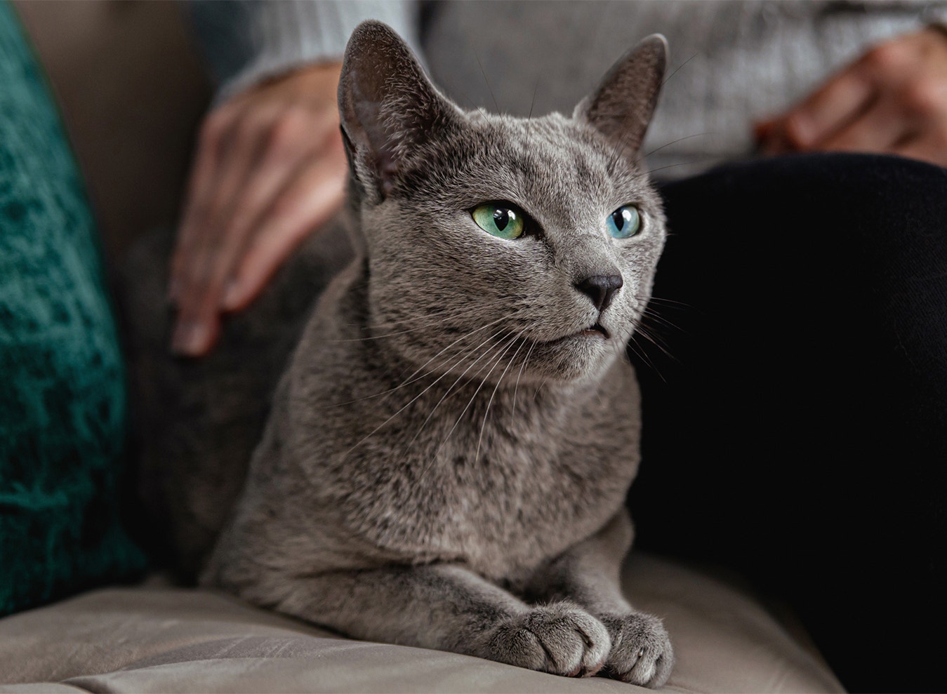Verstehe das Verhalten und die Persönlichkeit deiner Katze