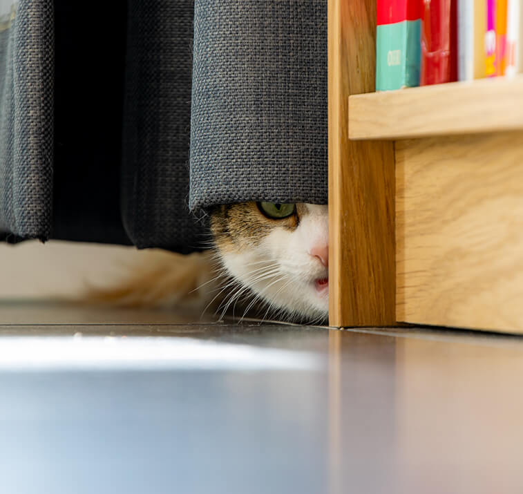 Katze schaut unter Vorhang hervor
