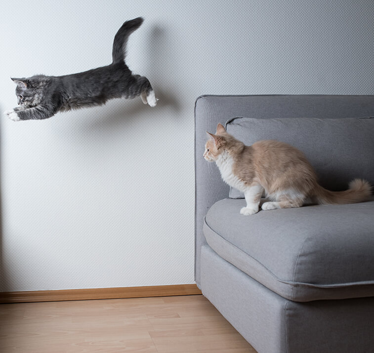 Katze springt von Sofa zu Sofa
