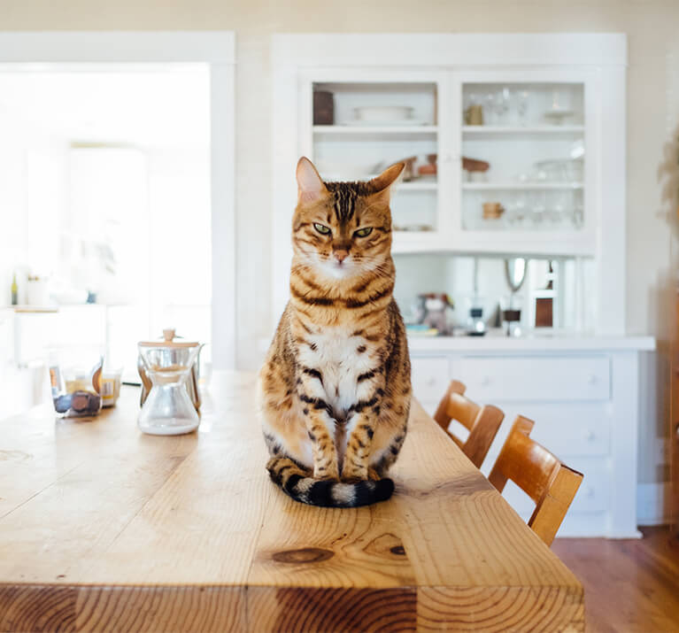 Katze saß auf einem Tisch
