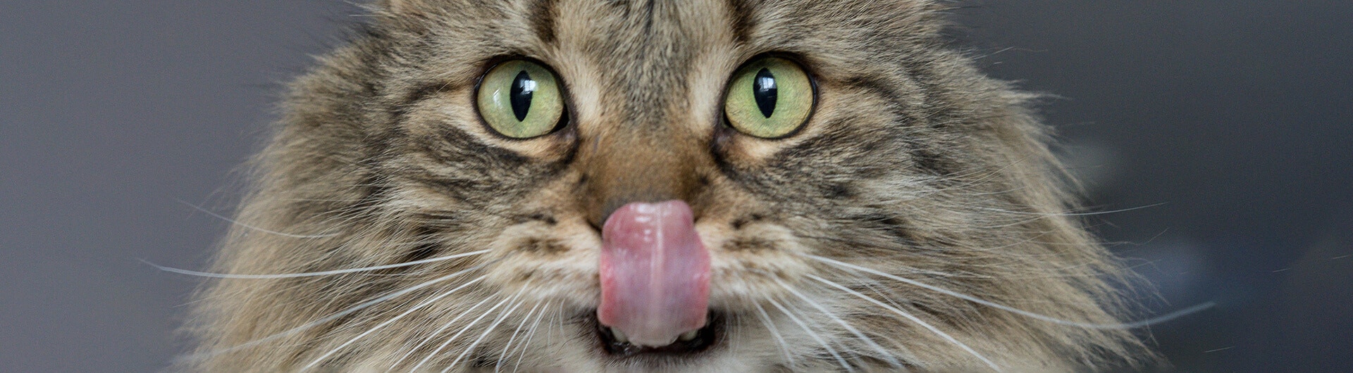 Katze, die ihr Maul aufreißt