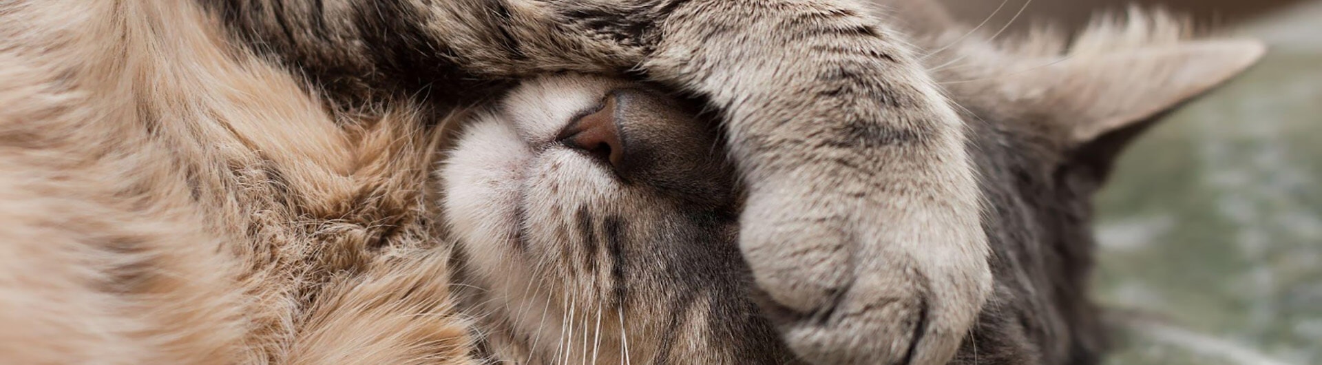 Katze hält ihre Pfote vor die Augen