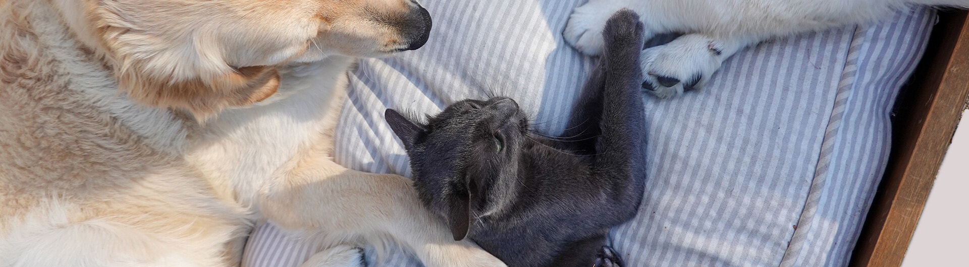 Hund und Katze aneinander gewöhnen
