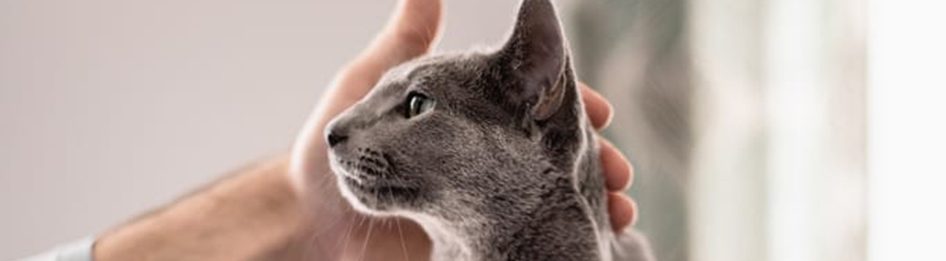 Katze wird gestreichelt und starrt Besitzer an