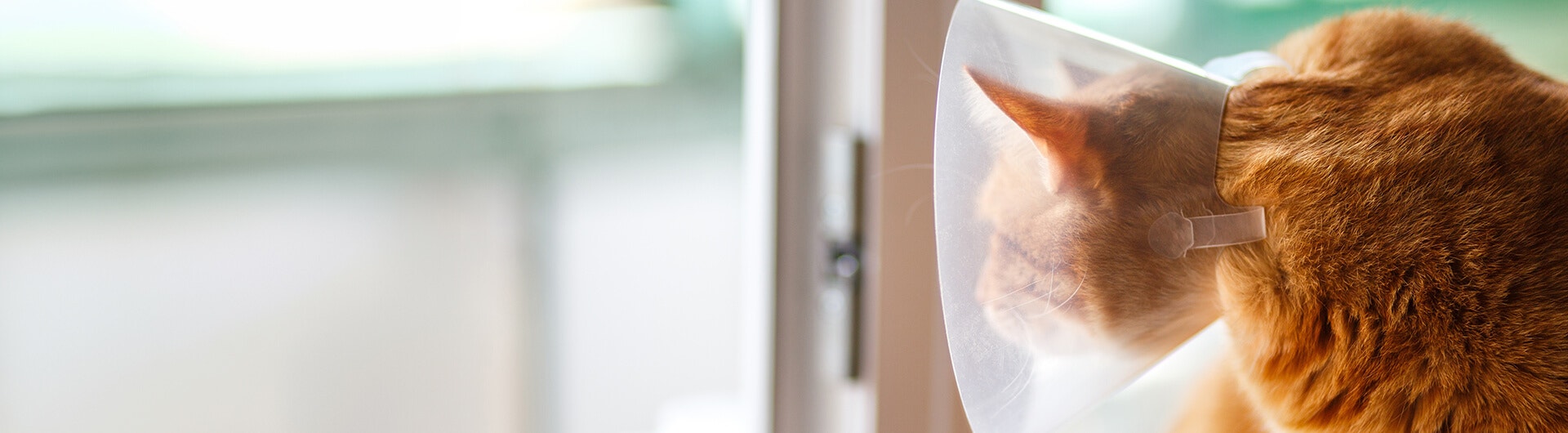 Wie Lange Muss Kater Nach Kastration Halskrause Tragen Wie benimmt sich ein Kater nach der Kastration? | Sheba®