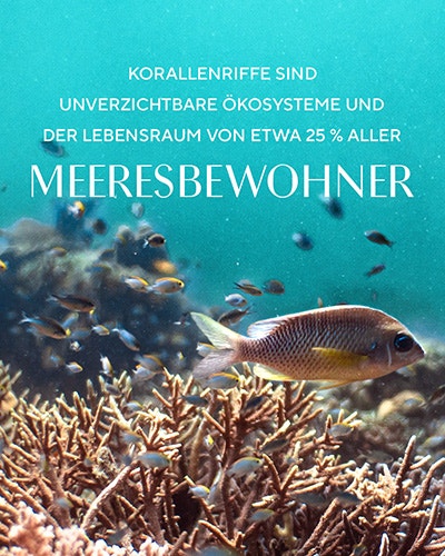 Meeresbewohner