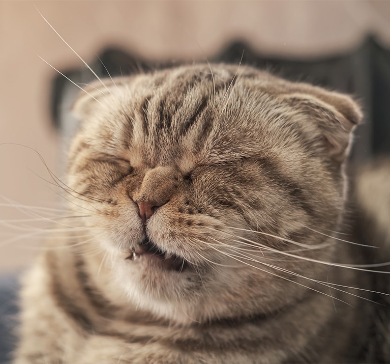 Graue Katze, mit gerümpfter Nase, kurz vor dem Niesen