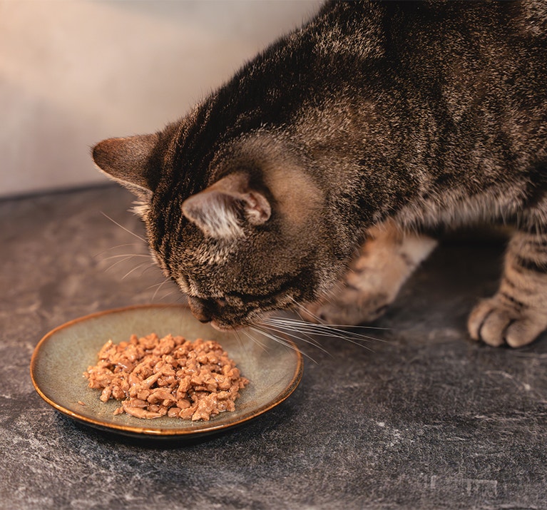 Kot wąchający swoje nowe jedzenie