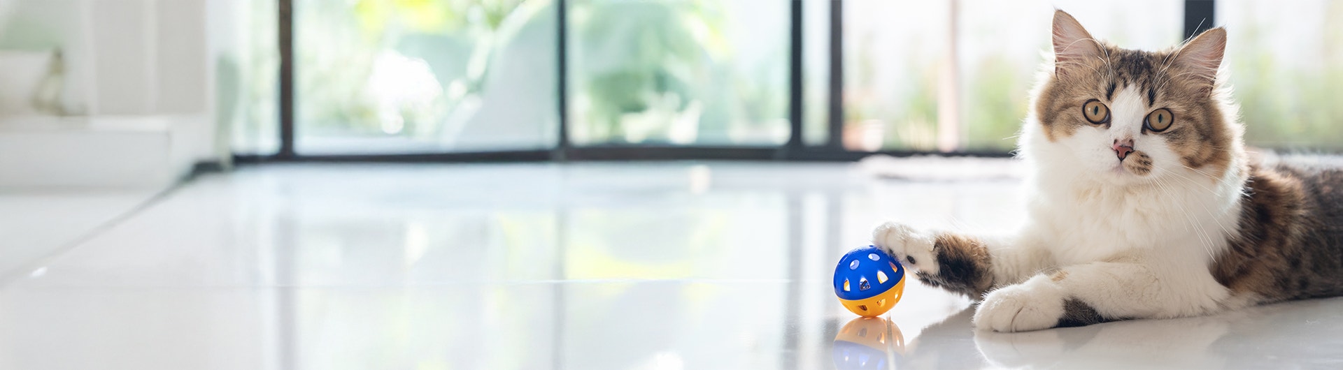 Eine flauschige getigerte Katze mit weißem Fell liegt auf dem Boden und blickt direkt in die Kamera, während sie eine Pfote auf einen blau-orangefarbenen Spielball legt.