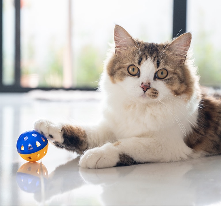 Eine flauschige getigerte Katze mit weißem Fell liegt auf dem Boden und blickt direkt in die Kamera, während sie eine Pfote auf einen blau-orangefarbenen Spielball legt.