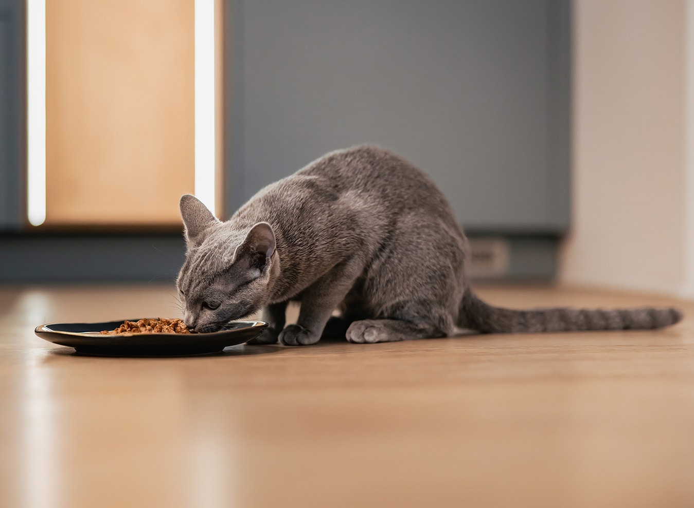 Mehr als nur Futter – so stärkst du eure Bindung