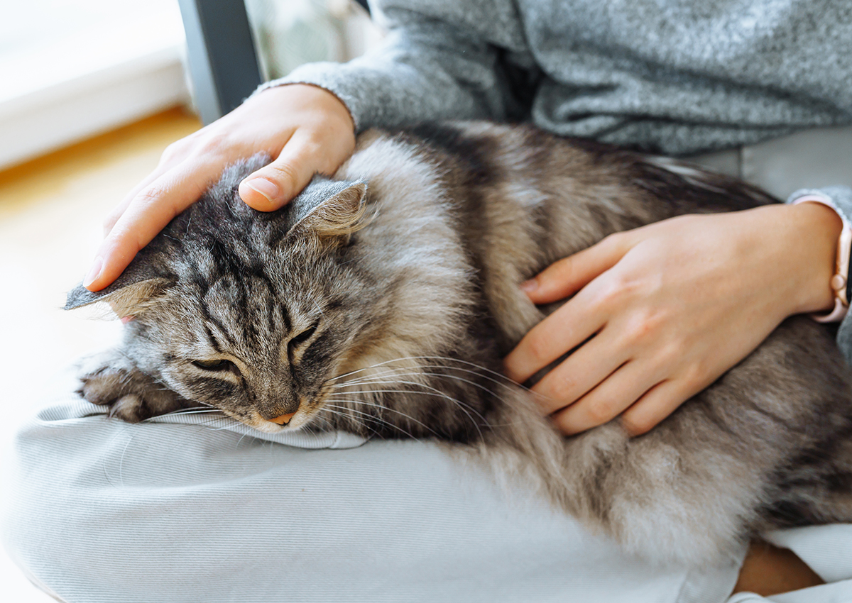 anhängliche Maine Coon Katze