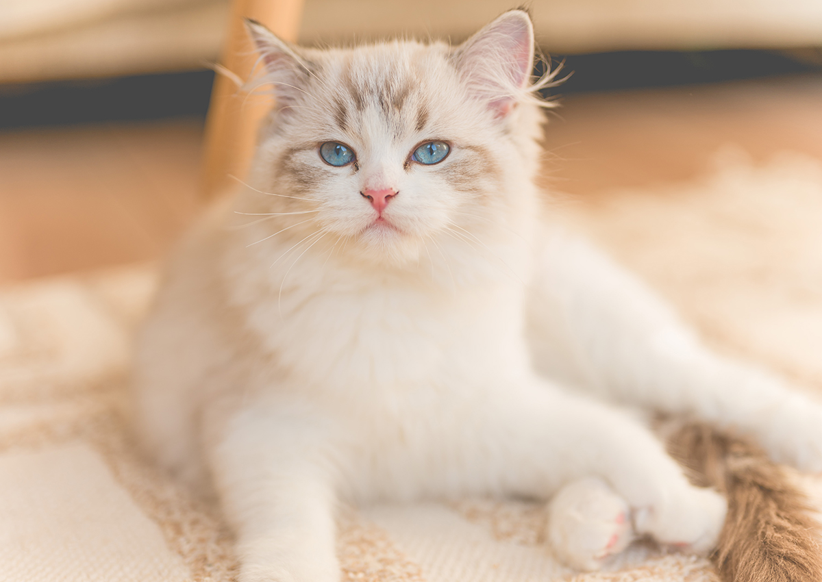 Ragdoll Katze