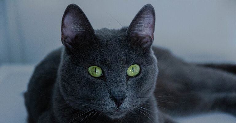 schwarze Katze liegt und starrt