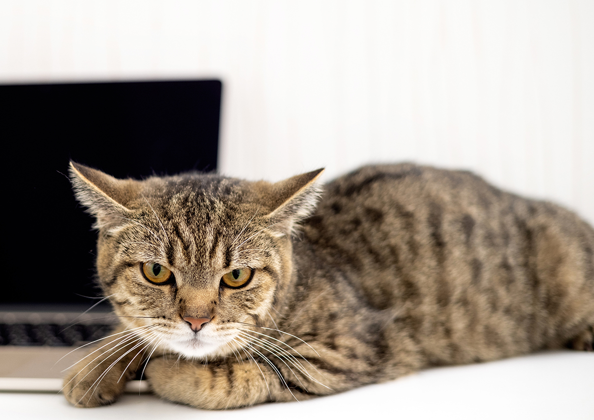 wütende Katze mit flachen Ohren