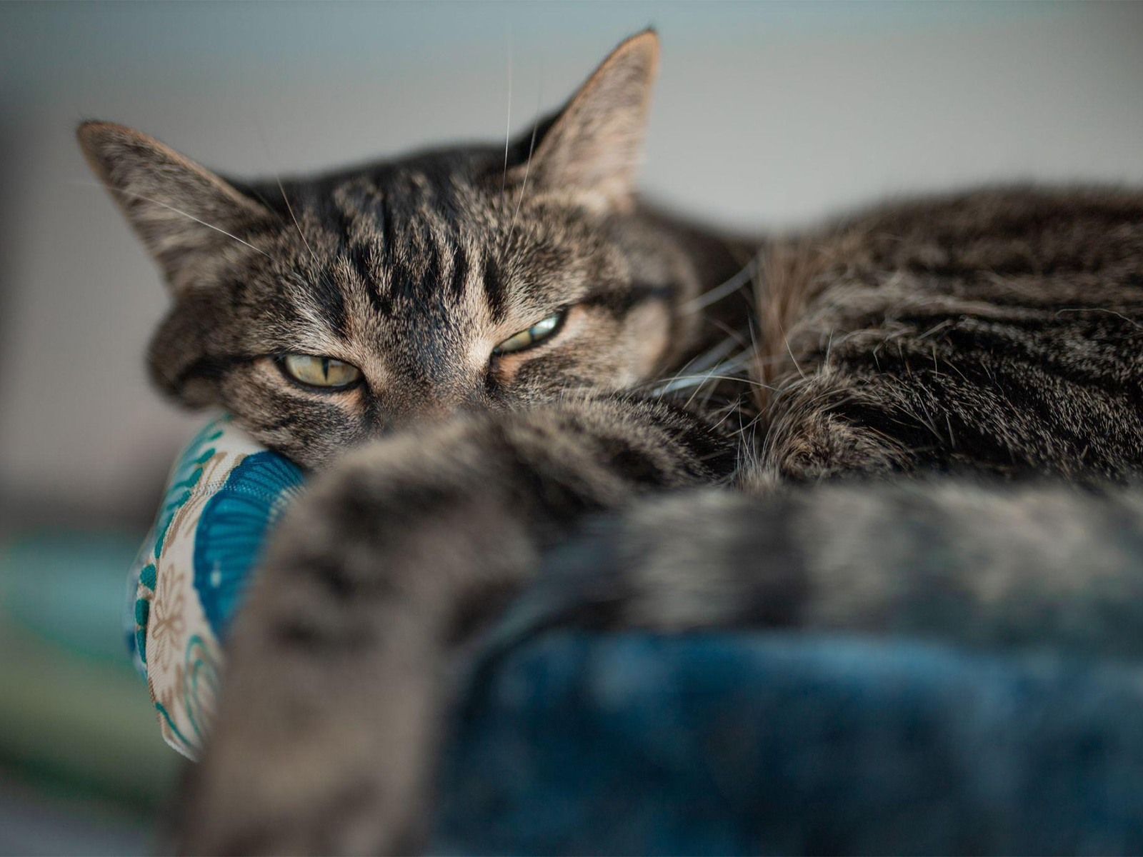 tabby cat with half-opened eyes