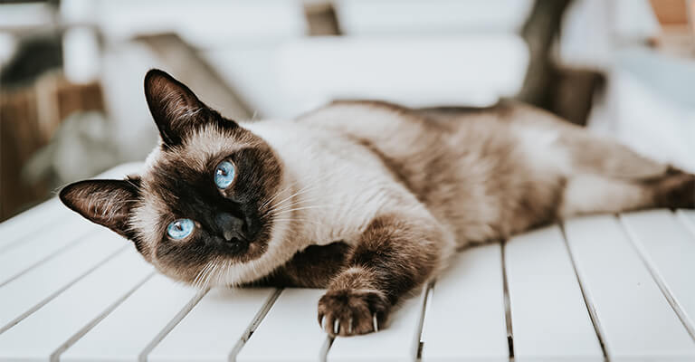 Katze auf einem Tisch liegend