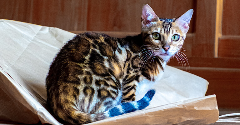 Bengalkatze